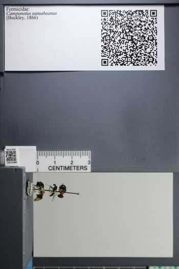 Media type: image;   Entomology 531886